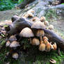 Mushrooms 8