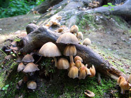 Mushrooms 8