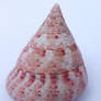 Sea Shell 4