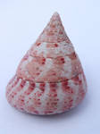 Sea Shell 4 by TimeWizardStock