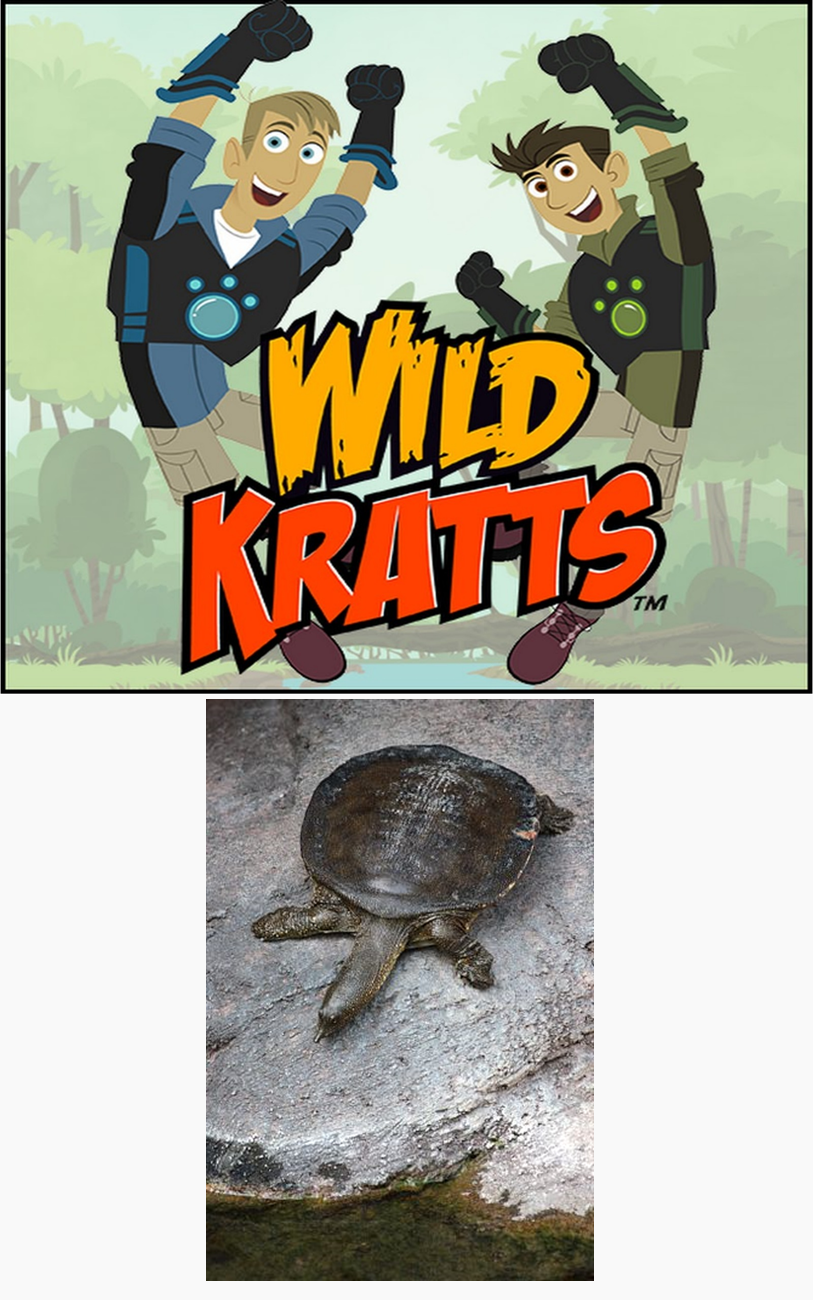 Deviantart Softshell Turtle The Wild Kratts Learn about African softshell turt by scottyiam on ...