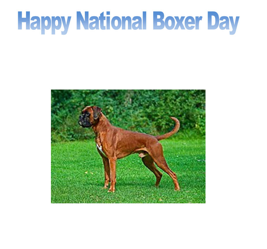 Happy National Boxer Day by scottyiam on DeviantArt
