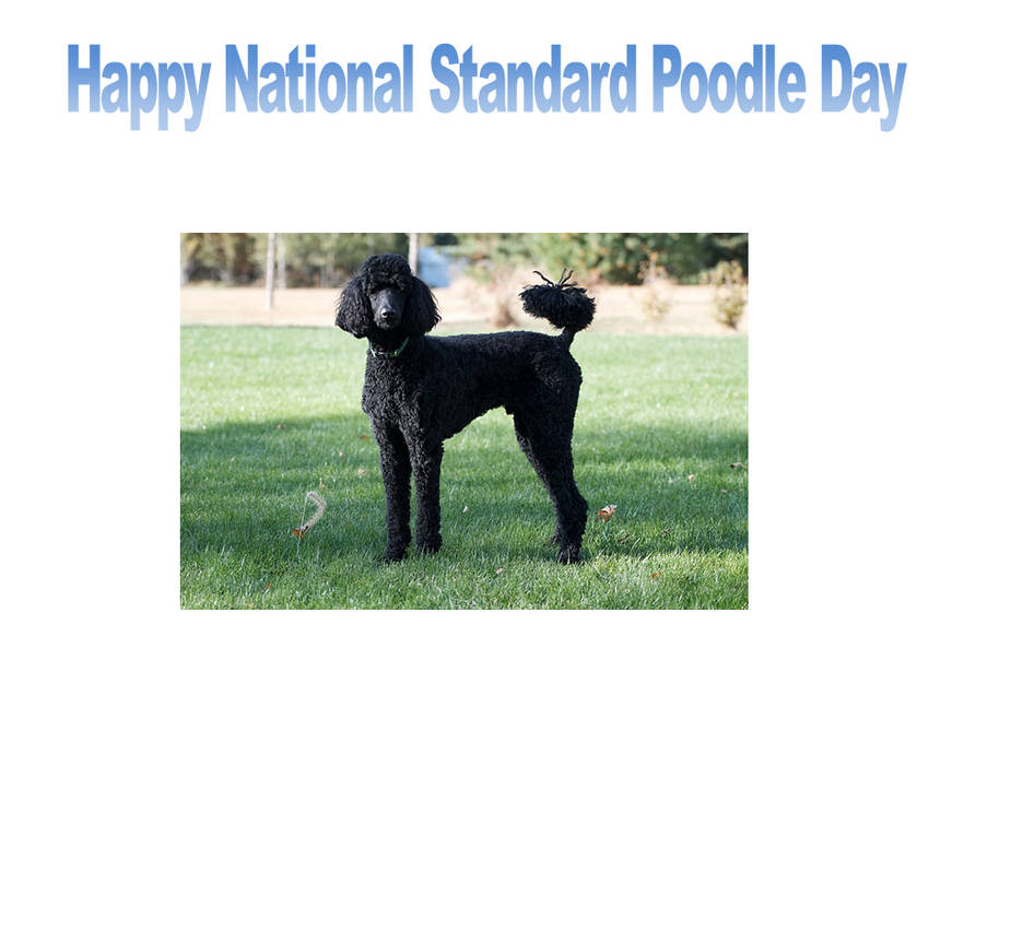 Happy National Standard Poodle Day by scottyiam on DeviantArt