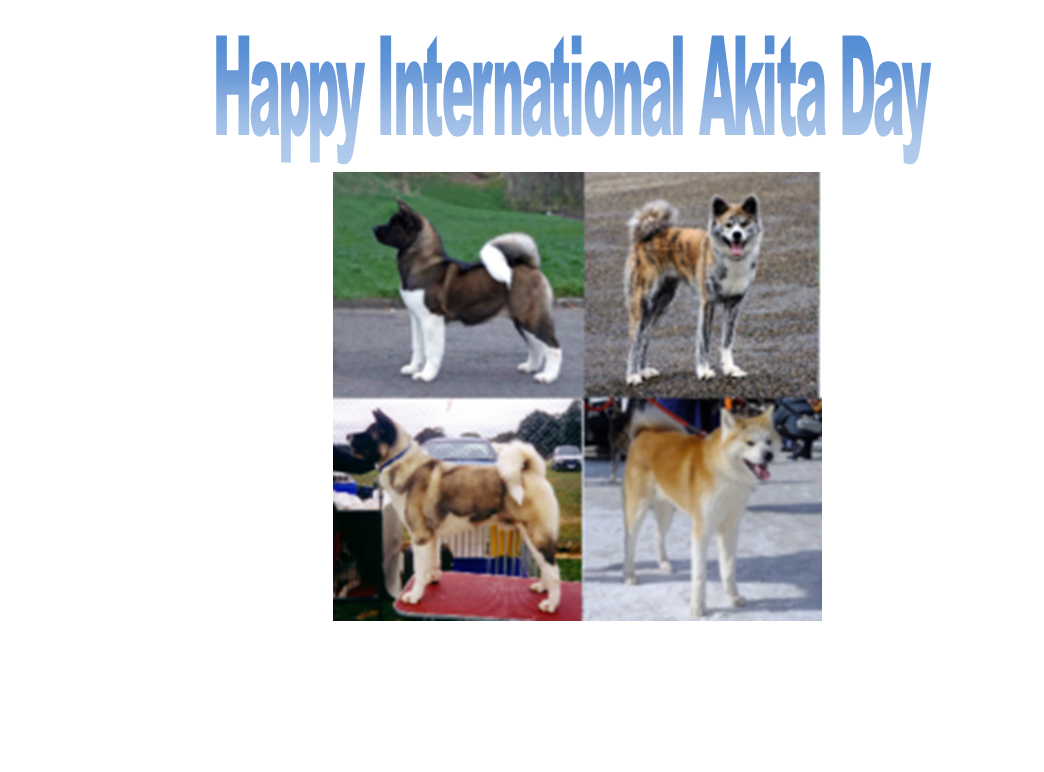 International akita deals day
