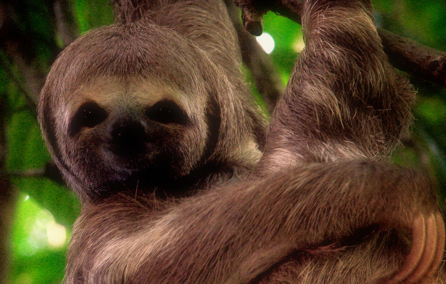 Slothful Slothful by mitirolu on DeviantArt