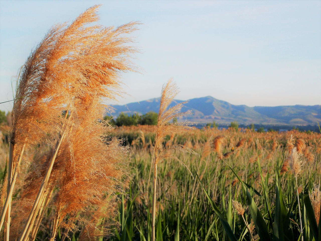 Lakeside Reeds by Onigiri666 on DeviantArt