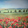 Poppies in Wiltshire