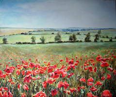 Poppies in Wiltshire