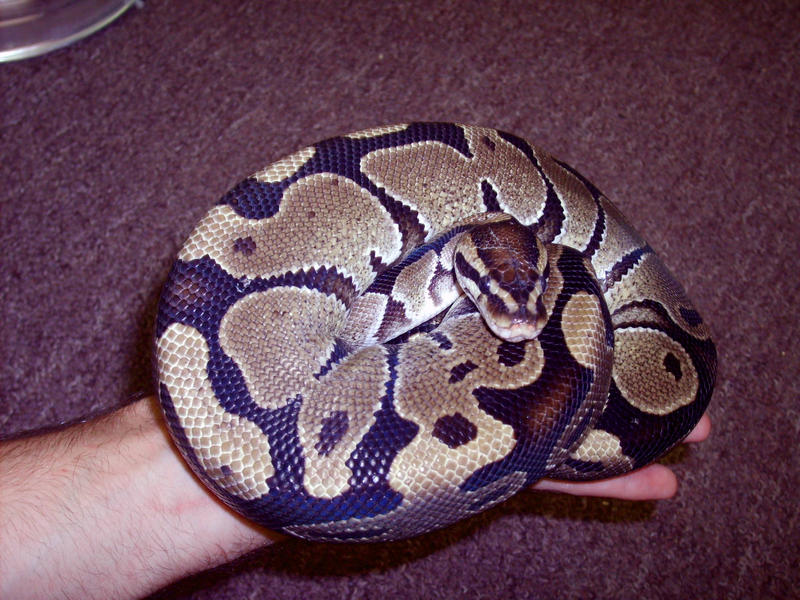 Ball Python by rikimaru1 on DeviantArt