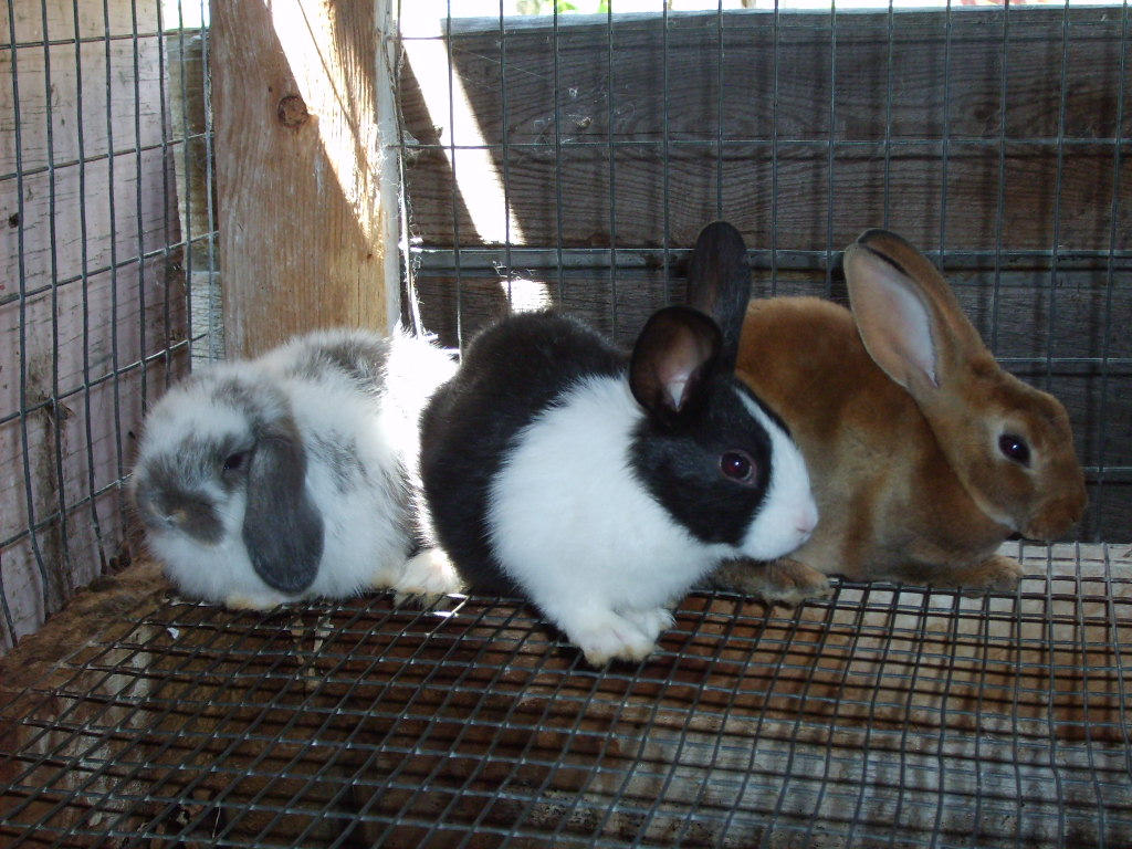 Picture June Rabbit Rabbit New Rabbits : June 3rd 07 by rikimaru1 on DeviantArt