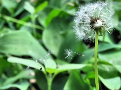 Caught In The Wind