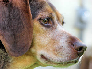 Beagle Eyes