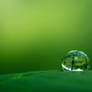 Green Drop