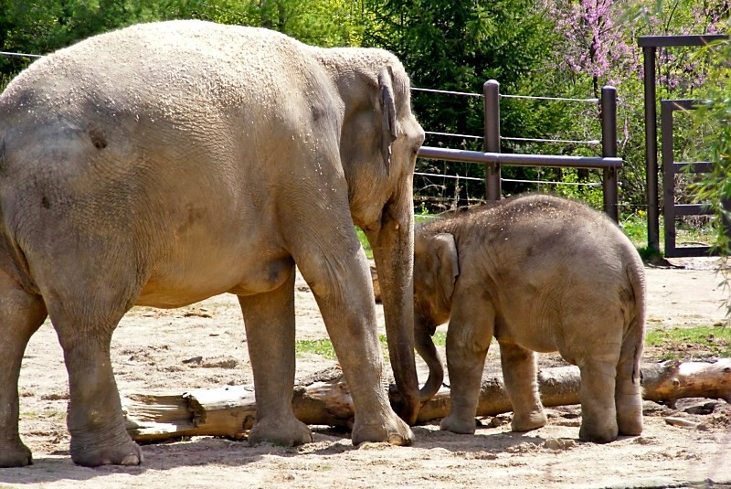 Mother and Child