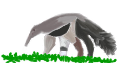 Anteater