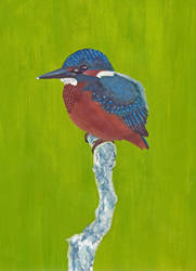 Kingfisher