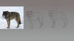 WolfFacePractice5 by Roiuky