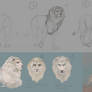 Sketching lions