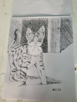 Kitty #3