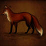 red fox