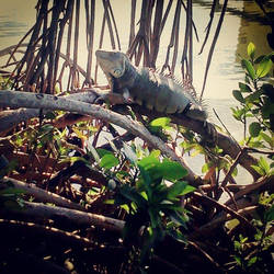 ManGroves