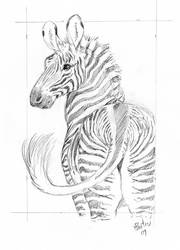 Grevy's Zebra Card Sketch