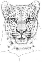 Amur Leopard Card Sketch