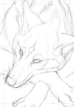 Red Wolf Card Sketch