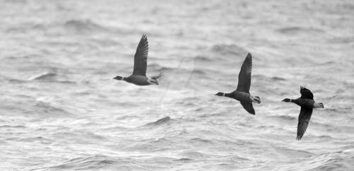 Flying Seabirds