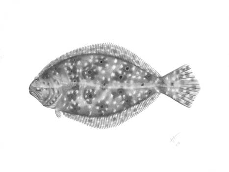 Flounder - Scientific