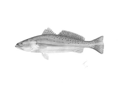 Speckled Trout - Scientific