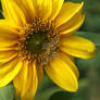 - sunflower -