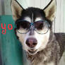 Im a Cool Husky