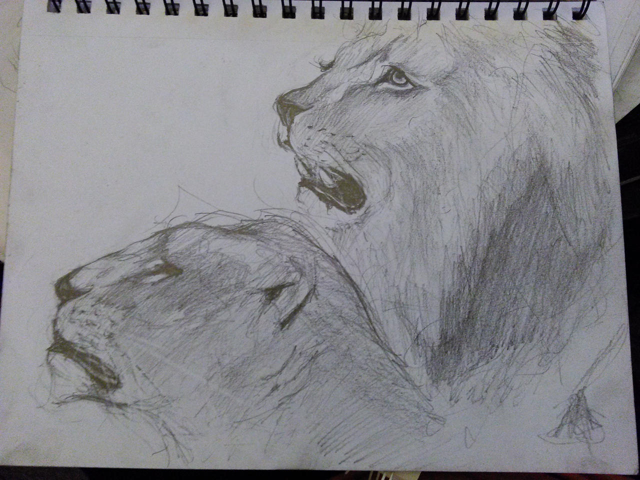 Lion pencil Drawing