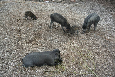 Visayan warty pig