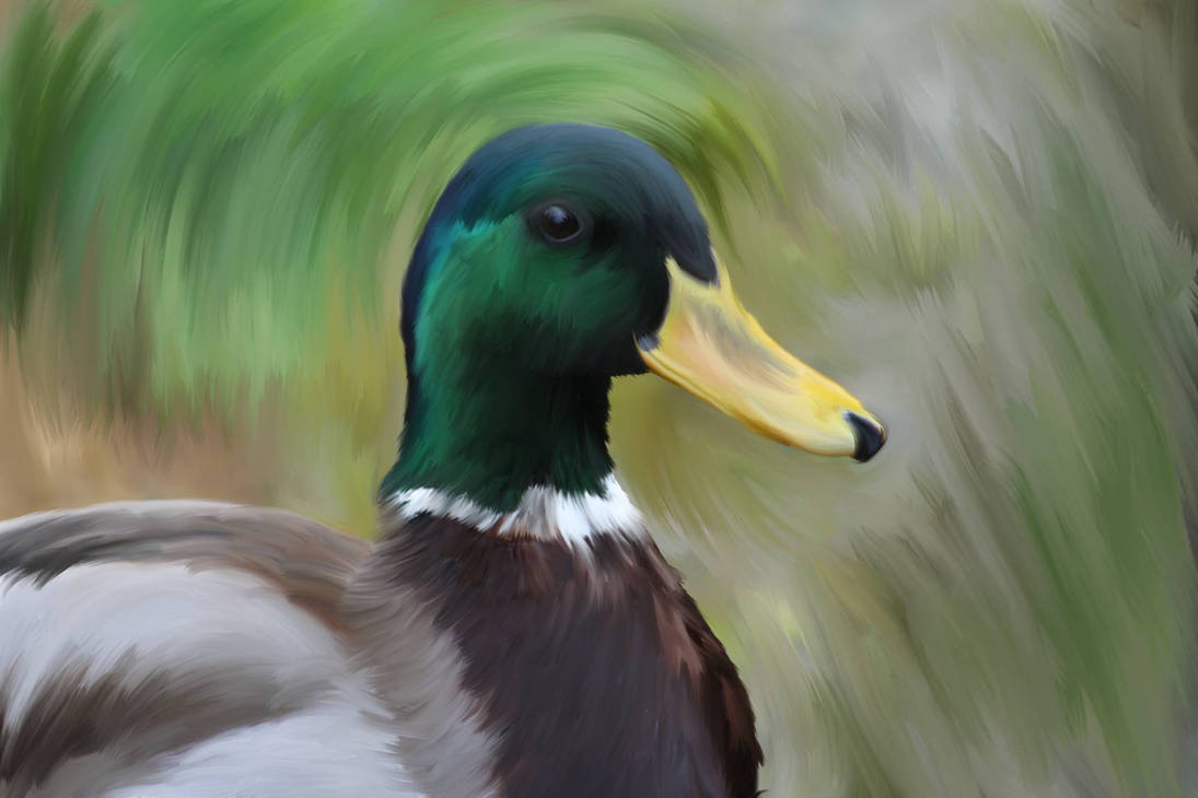 Duck - Digital Painting by SueSnaps on DeviantArt