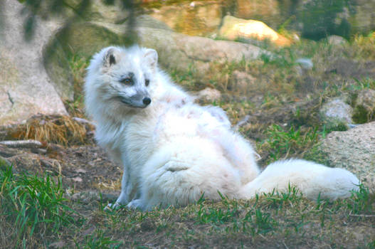 Arctic fox