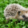 Little hedgehog