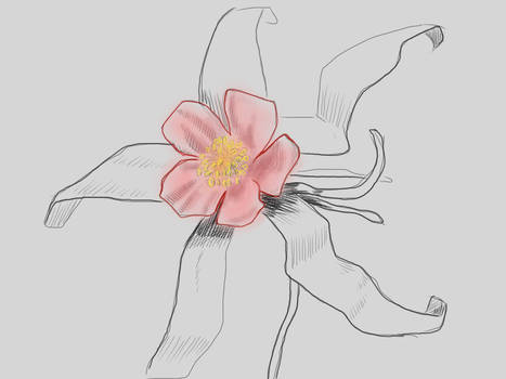 SKETCH A FLOWER