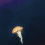 The Keysea Jellyfish