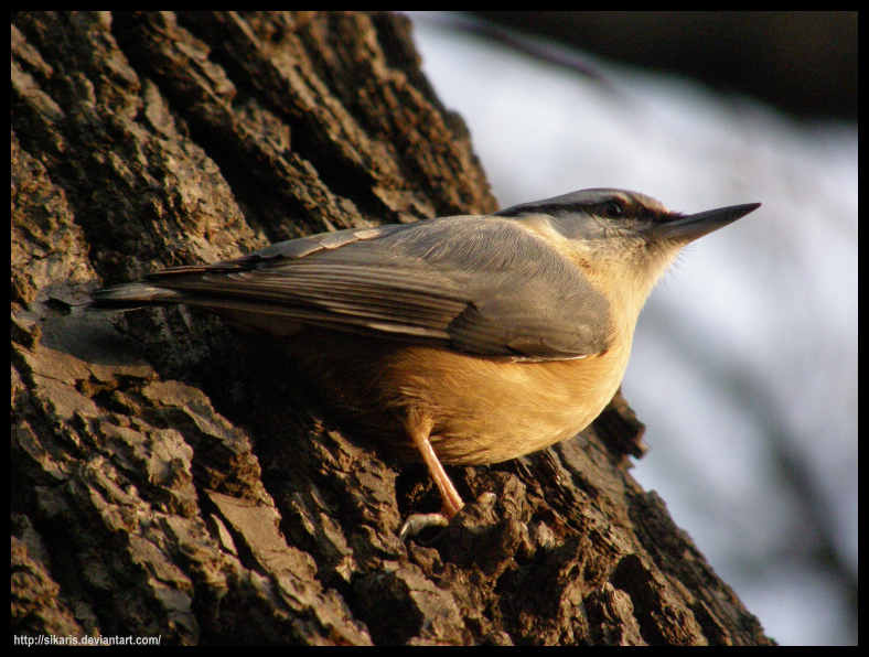 Nuthatch (001)