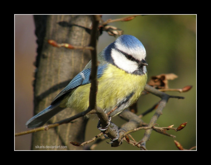 Cyanistes caeruleus (001)