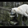 Polar Bear (004) - Leap of Faith