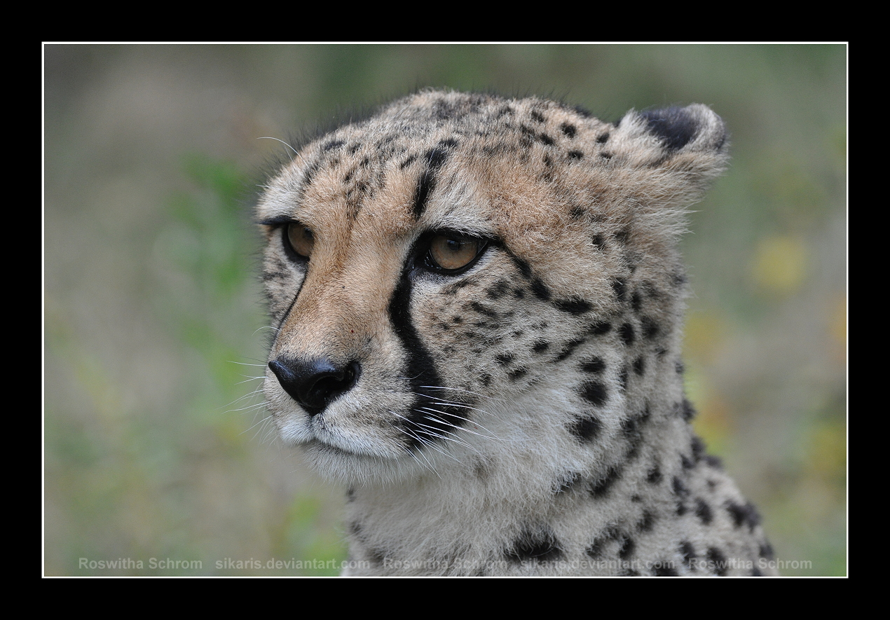 Cheetah (003) -  portrait