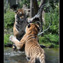 Siberian Tiger (011) - Playing with Daddy