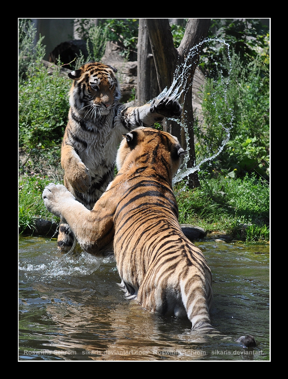 Siberian Tiger (011) - Playing with Daddy