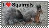 squirrel stamp