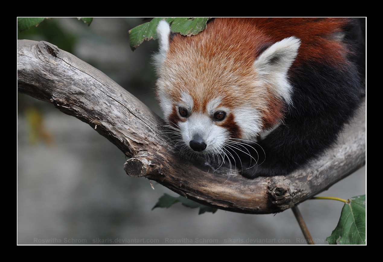 Red Panda (001) - an adorable face