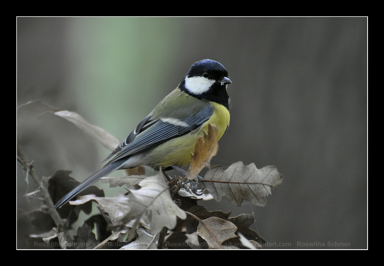 Parus major (006) - In the Shadow of the Forest