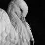 stork portrait - BW version